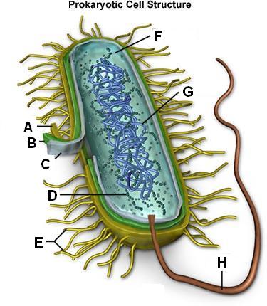 Prokaryotic Cell Structure